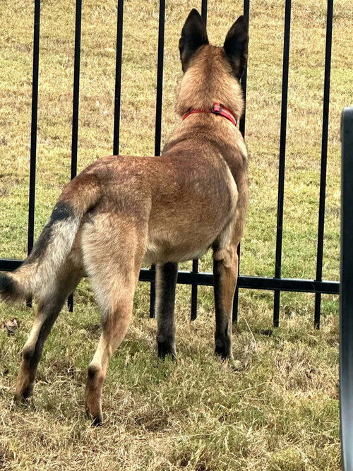CHASE - LOCATED IN FL - Belgian Shepherd Malinois / German Shepherd Dog available for adoption