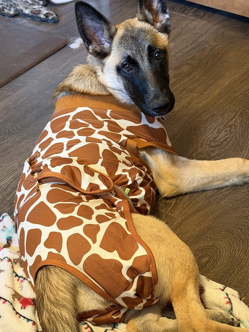 AMIKA FKA AMELIA - German Shepherd Dog / Belgian Shepherd Malinois available for adoption