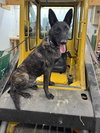 Balto - Located in Ohio - Photo 1