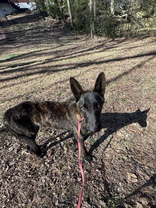 BALTO - LOCATED IN OHIO - Dutch Shepherd available for adoption