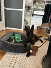 Balto - Located in Ohio - Photo 3