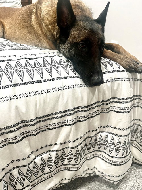 OAKLEY (NEBRASKA) - Belgian Shepherd Malinois available for adoption