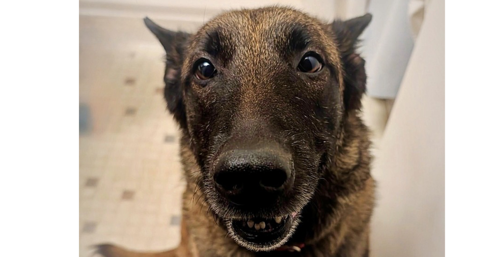 Oakley (Fostered in Michigan) Image