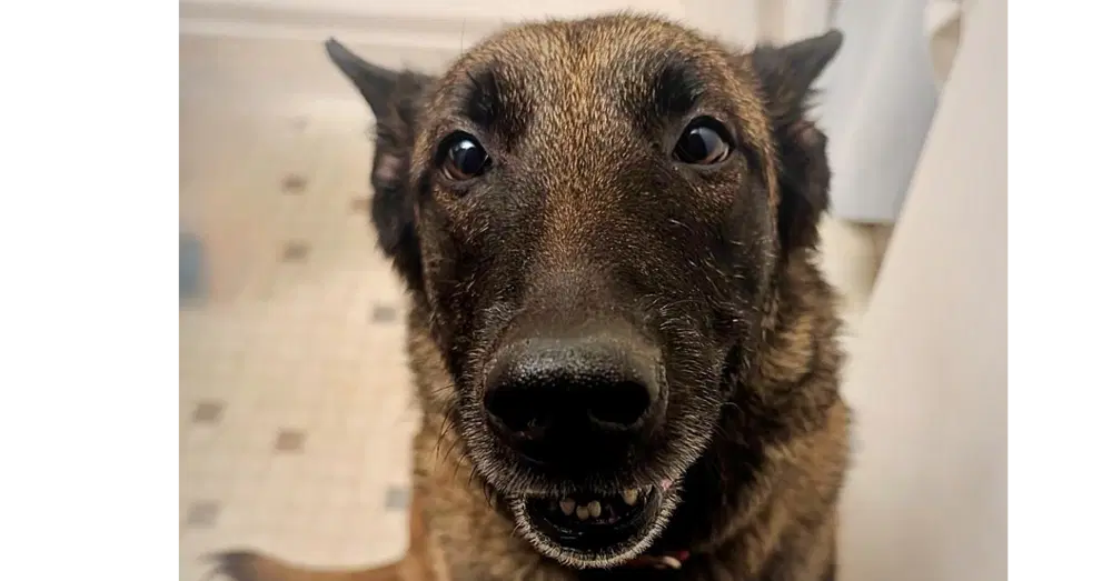 Oakley Fostered In Michigan - Belgian Shepherd Malinois