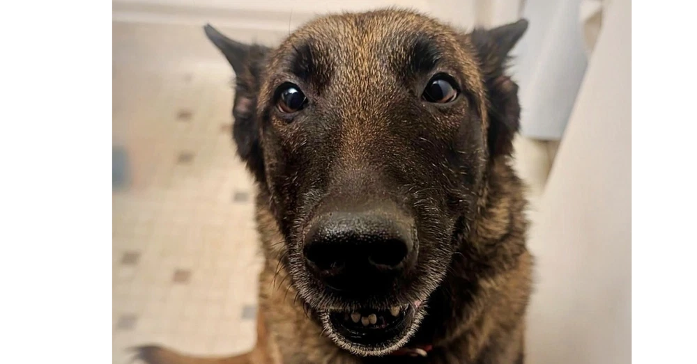 Oakley Fostered In Michigan