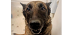 Oakley (Fostered in Michigan) - Photo 1