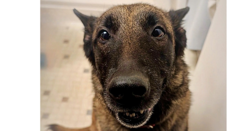 OAKLEY (FOSTERED IN MICHIGAN) - Belgian Shepherd Malinois available for adoption