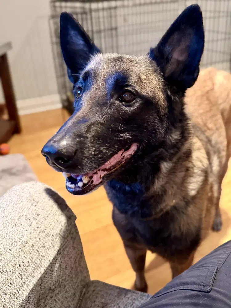 Oakley Fostered In Michigan image 3