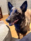 Oakley (Fostered in Michigan) - Photo 3
