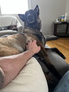 Oakley (Fostered in Michigan) - Photo 4