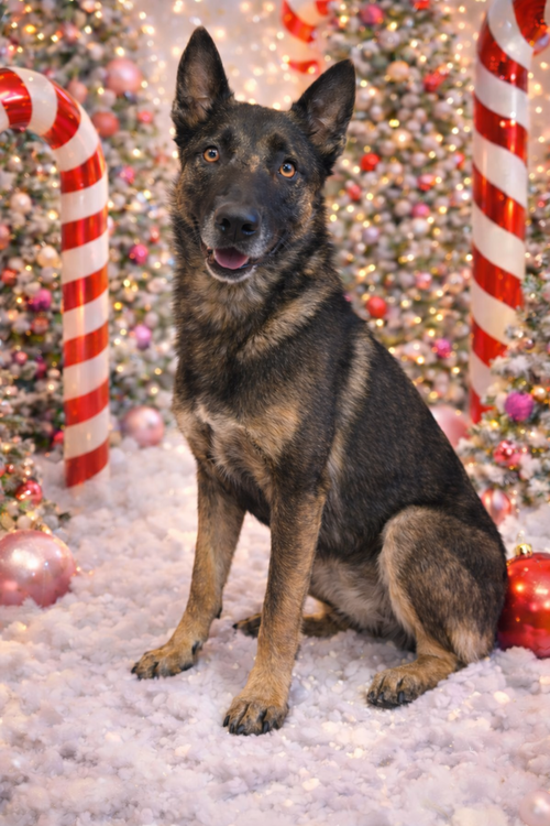 picture of the dog needing adoption