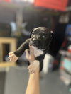 BookTok Fantasy Litter - Pax - Located in NC - Photo 1