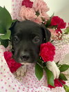 BookTok Fantasy Litter - Pax - Located in Florida - Photo 2