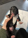 BookTok Fantasy Litter - Pax - Located in Florida - Photo 4