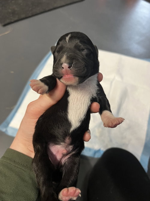 BookTok Fantasy Litter - Pax - Located in NC — thumbnail 10