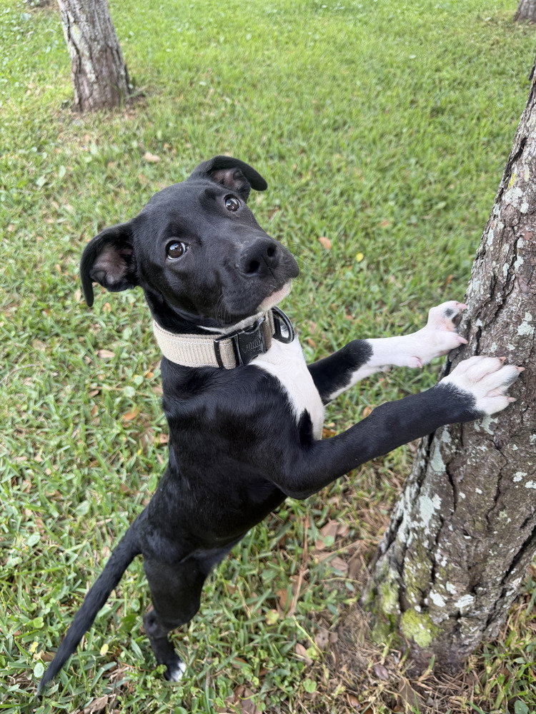 BookTok Fantasy Litter - Pax - Located in Florida