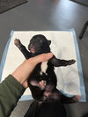 BookTok Fantasy Litter - Aelin - Located in NC - Photo 2