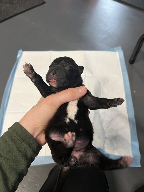 BOOKTOK FANTASY LITTER - AELIN - LOCATED IN NC - Belgian Shepherd Malinois available for adoption