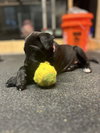 BookTok Fantasy Litter - Aelin - Located in NC - Photo 1
