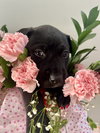 BookTok Fantasy Litter - Aelin - Located in NC - Photo 2