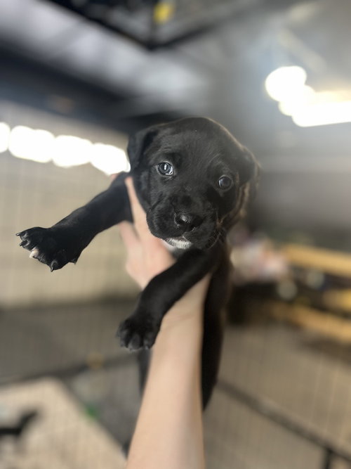 BookTok Fantasy Litter - Aelin - Located in NC — thumbnail 3