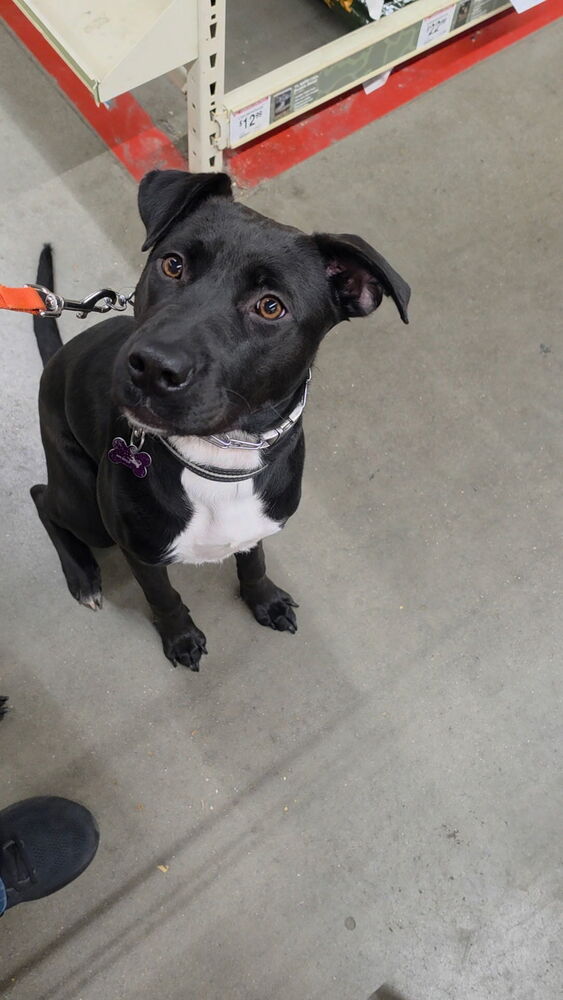Booktok Fantasy Litter - Aelin - Located In Va