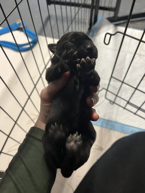 BOOKTOK FANTASY LITTER - BRYCE - LOCATED IN NC - Belgian Shepherd Malinois available for adoption
