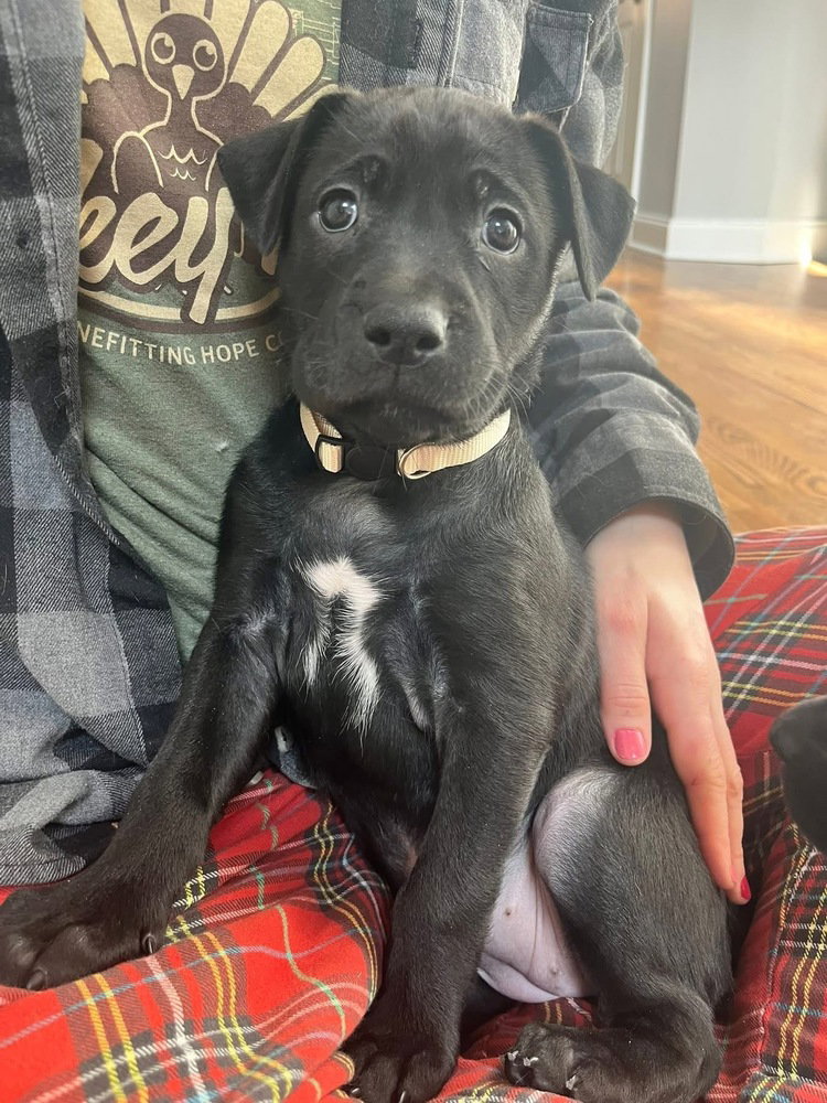 Booktok Fantasy Litter - Bryce - Located In Nc