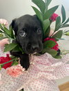 BookTok Fantasy Litter - Bryce - Located in NC - Photo 2