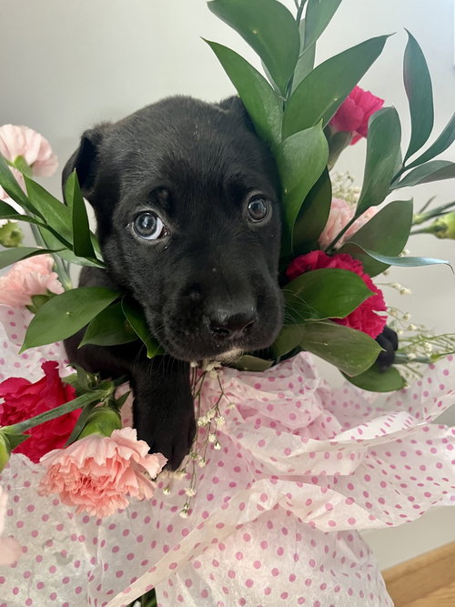 BookTok Fantasy Litter - Bryce - Located in NC — thumbnail 6