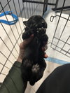 BookTok Fantasy Litter - Bryce - Located in NC - Photo 4