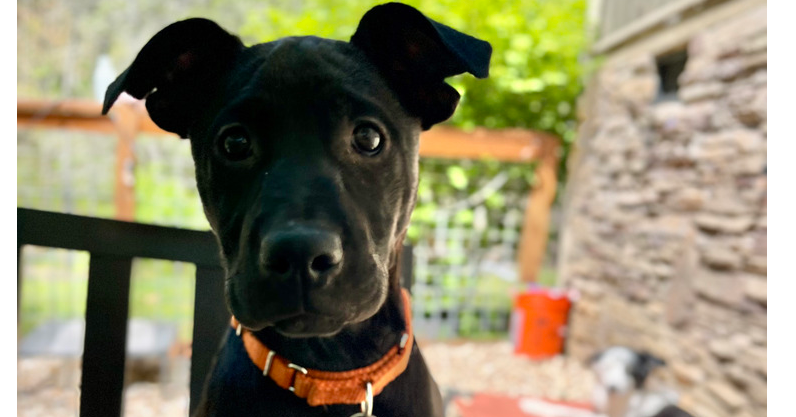 BookTok Fantasy Litter - Bryce - Located in VA