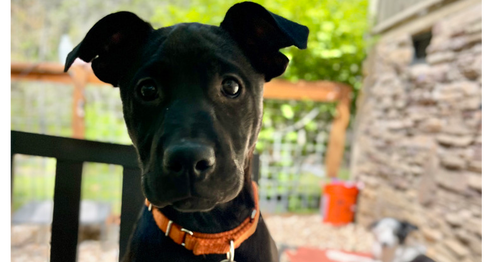 BookTok Fantasy Litter - Bryce - Located in VA