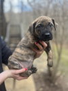 BookTok Fantasy Litter - Vin - Located in Florida - Photo 1