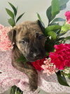 BookTok Fantasy Litter - Vin - Located in Florida - Photo 2