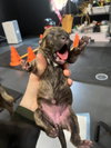 BookTok Fantasy Litter - Vin - Located in Florida - Photo 4