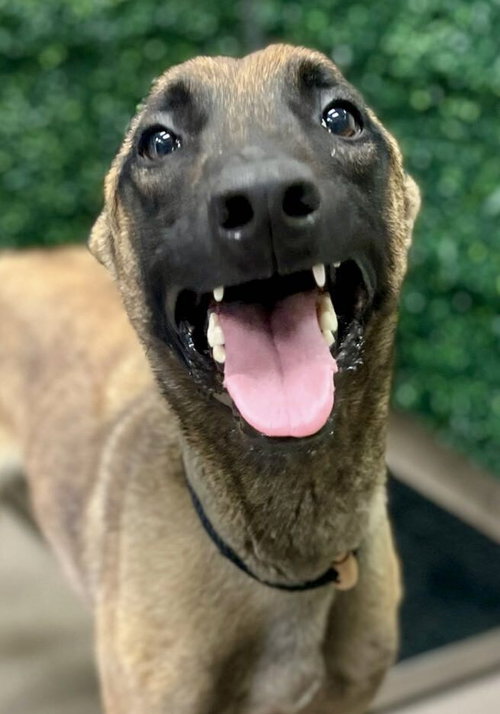 picture of the dog needing adoption