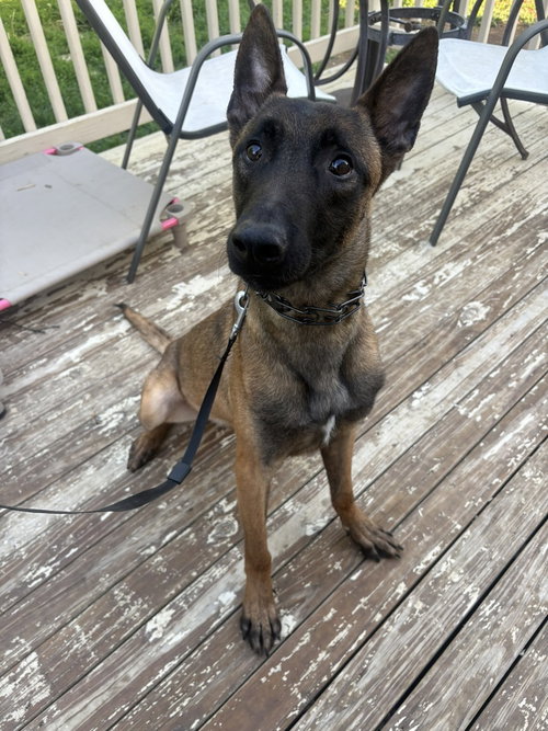 Archer - Located in Ohio, an adoptable Belgian Shepherd Malinois in Imlay City, MI