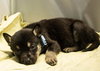 Cali litter - Bo, located in NV - Photo 1