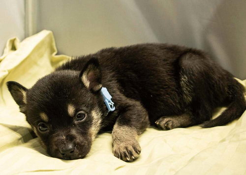 picture of the dog needing adoption