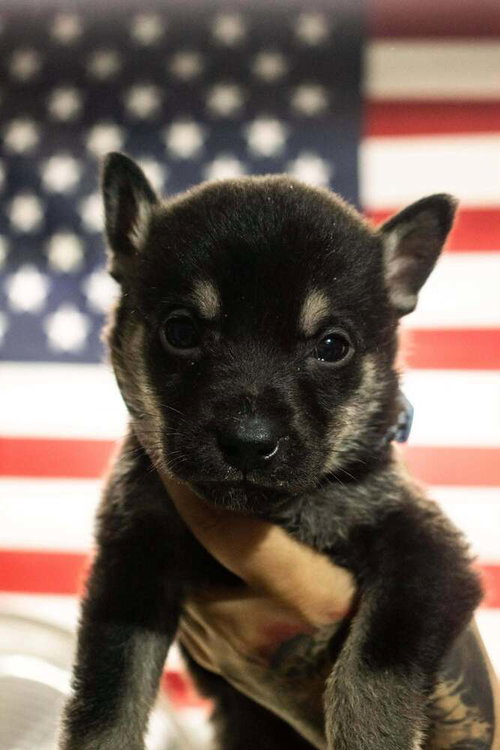CALI LITTER - BO, LOCATED IN NV - Belgian Shepherd Malinois available for adoption