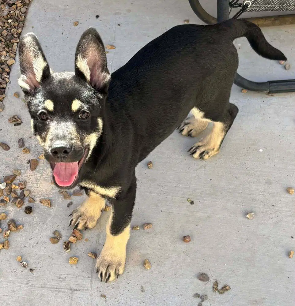 Cali Litter - Bo Located In Nv - German Shepherd Dog