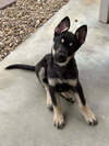 Cali litter - Bo, located in NV - Photo 2