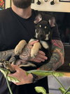 Cali litter - Bo, located in NV - Photo 4
