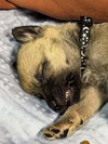 Cali litter - Boomer, located in NV - Photo 1