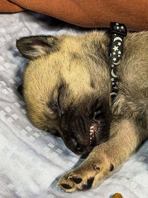picture of the dog needing adoption