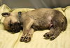 Cali litter - Boomer, located in NV - Photo 2