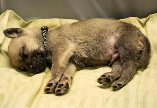 CALI LITTER - BOOMER, LOCATED IN NV - Belgian Shepherd Malinois available for adoption