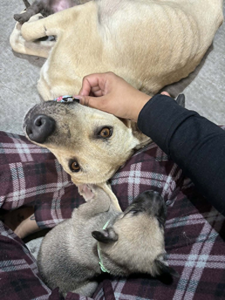 Callie - located in NV Image