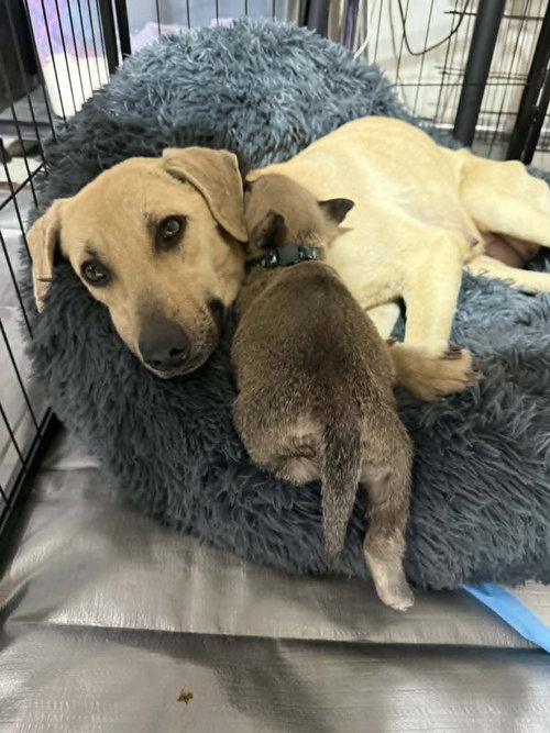 Callie - located in NC — thumbnail 6